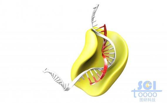 合成酶/蛋白与dna结构