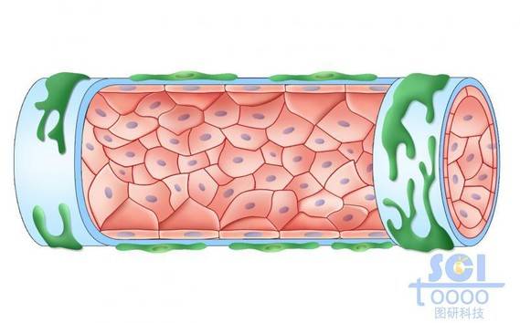 淋巴管内壁